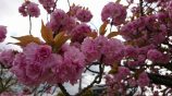 八重桜がまだ咲いていました！！