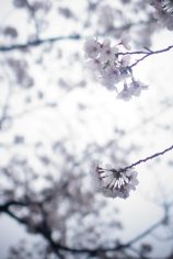 初めてのα6000で撮られた作品