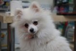 花ちゃん便り♡