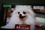 看板犬花ちゃん、ますます有名犬だぞっ！