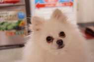 毎日暑いけど、看板犬花ちゃん元気で~す!