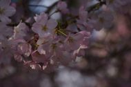 桜咲く~🌸