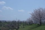 🌸穏やかで優しい気持ちになれる風景🌸