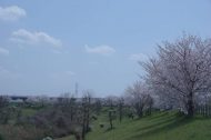🌸穏やかで優しい気持ちになれる風景🌸