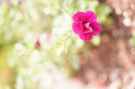 店先の花たちは元気、元気、元気でいっぱい