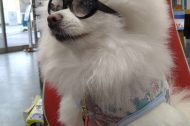 今日の看板犬♡花子 9/2