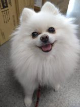 今日の看板犬♡花子 2021.10.12