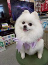 トリミングで可愛くなりました♡