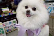 トリミングで可愛くなりました♡
