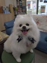 トリミングで可愛くなりました♡