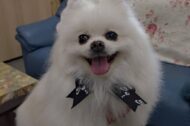 トリミングで可愛くなりました♡